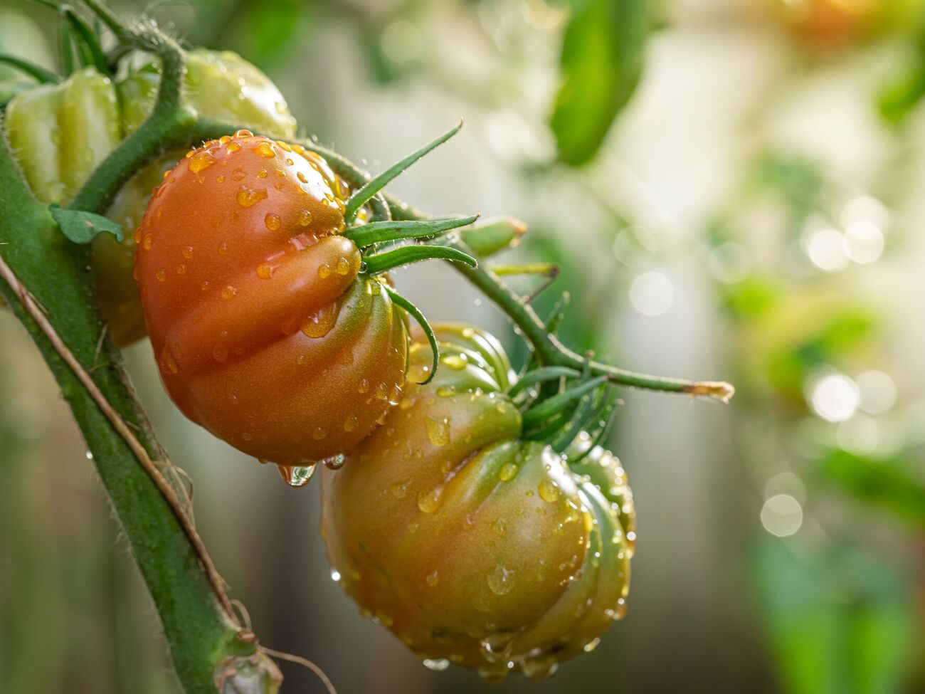 Во время полива струю необходимо направлять исключительно под корень