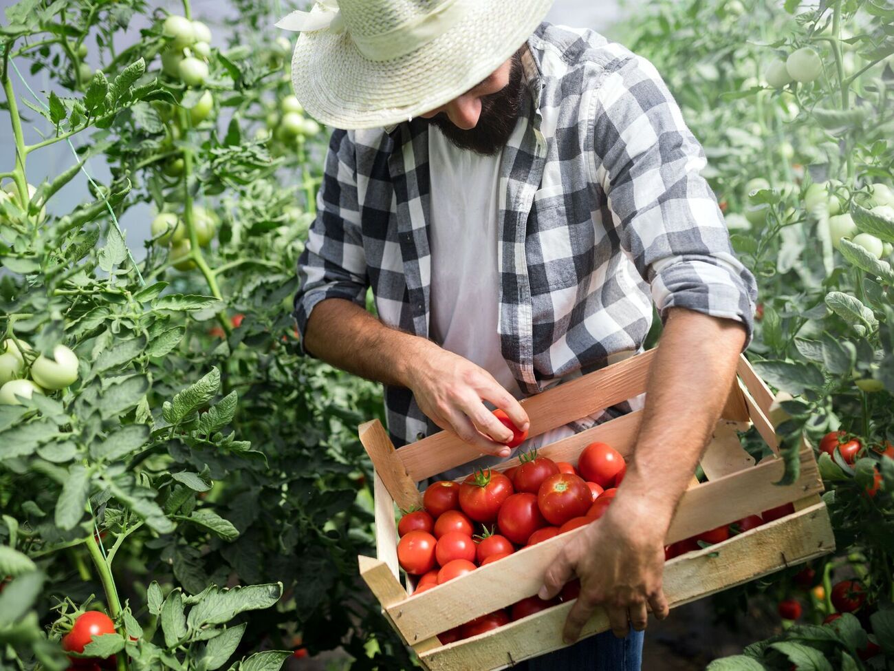 Обрезка томатов направляет энергию растения на формирование плодов