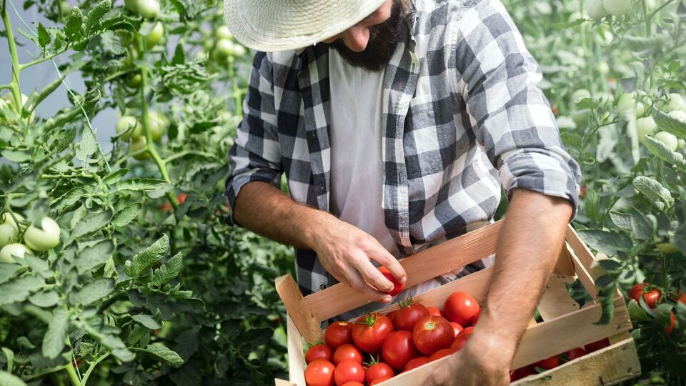 Обрезка томатов направляет энергию растения на формирование плодов