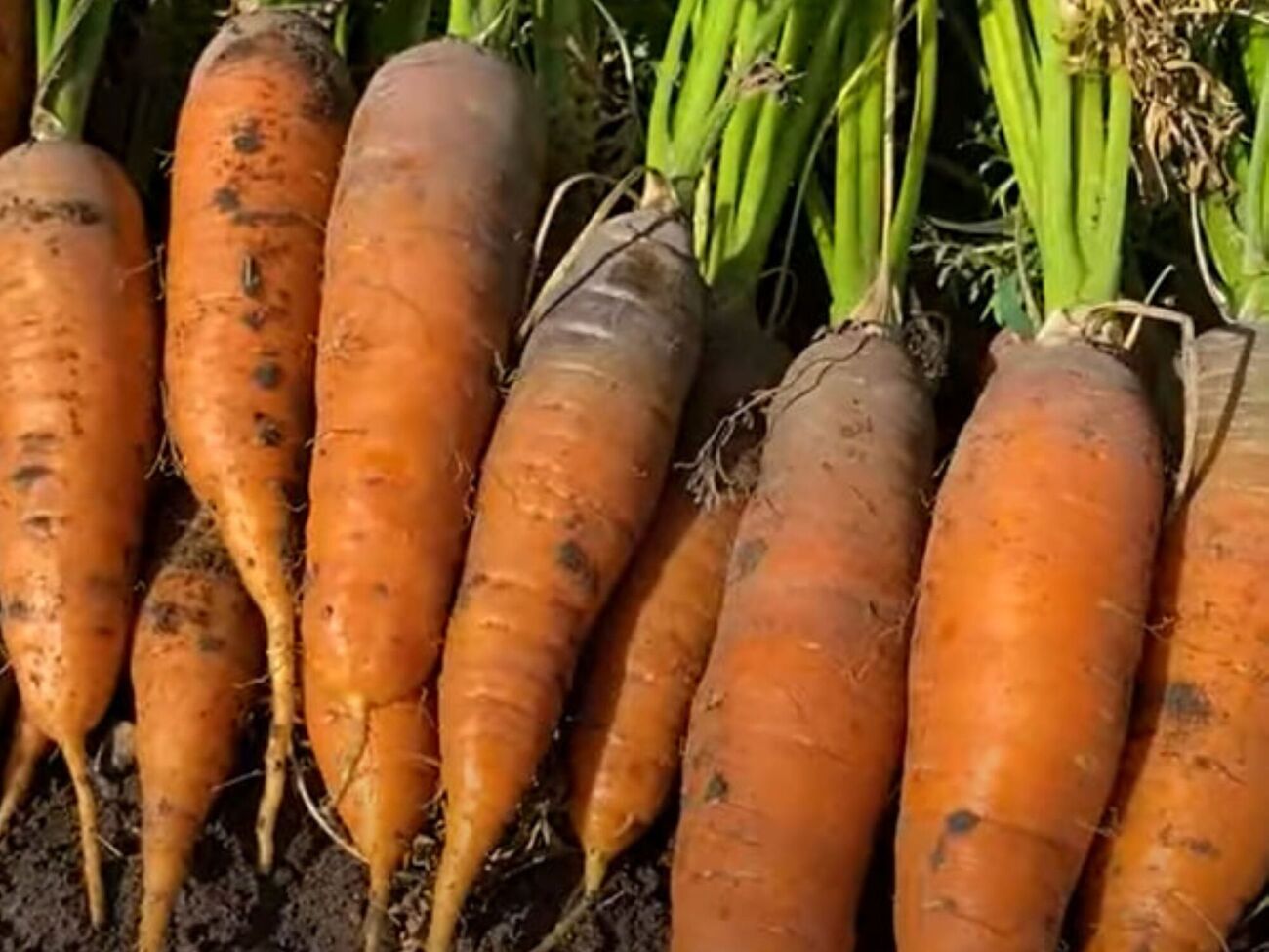Если на верхушке моркови появилось несколько сухих листьев, морковь полностью созрела