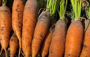 Если на верхушке моркови появилось несколько сухих листьев, морковь полностью созрела