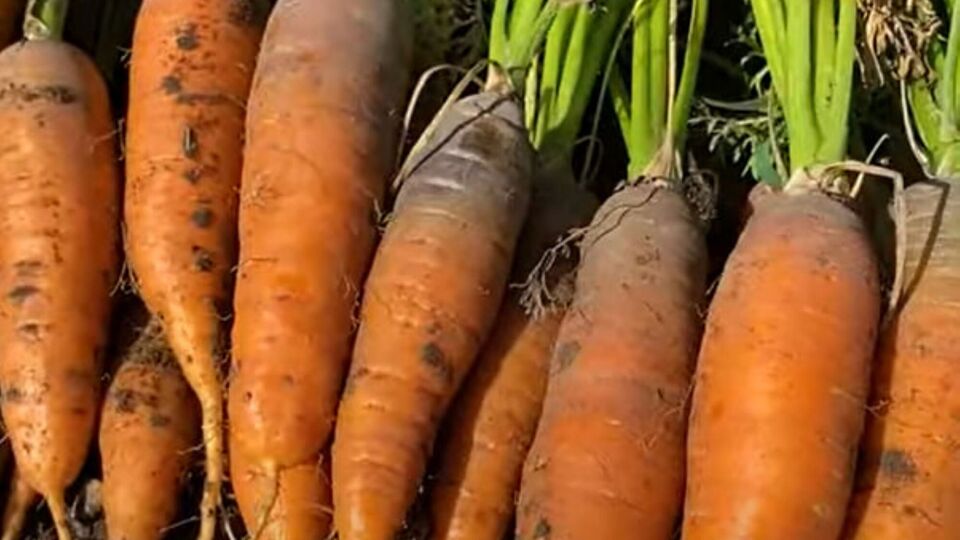 Если на верхушке моркови появилось несколько сухих листьев, морковь полностью созрела