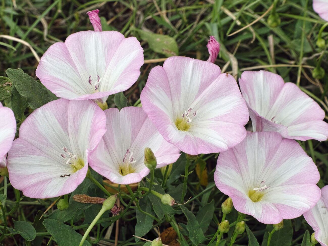 Вьюнок истребит специально созданный гербицид
