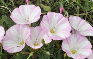 Вьюнок истребит специально созданный гербицид