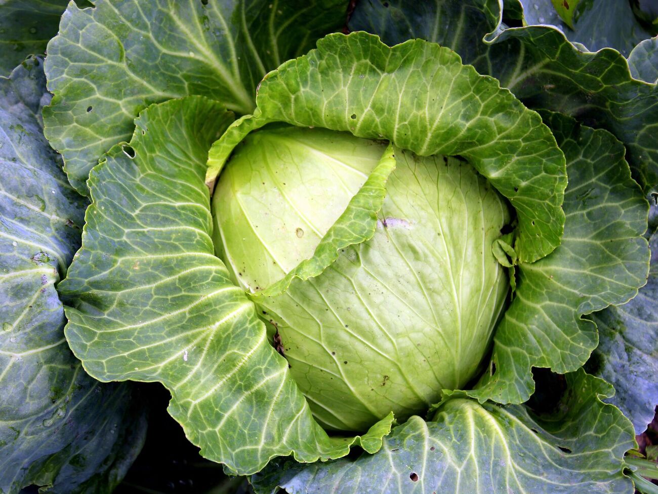Кочаны капусты трескаются из-за жары и дождя