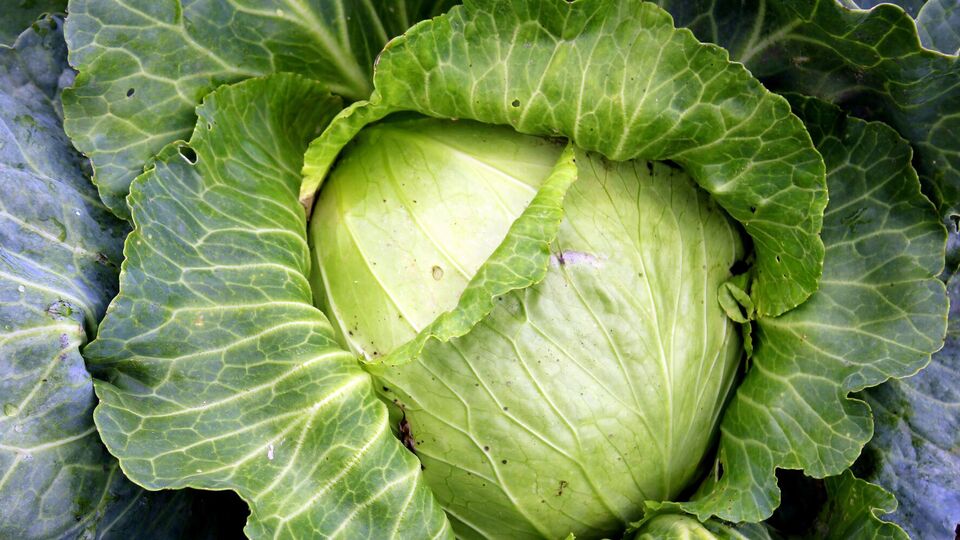 Кочаны капусты трескаются из-за жары и дождя