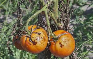 Пораженные болезнями овощи ни употреблять в пищу, ни консервировать нельзя