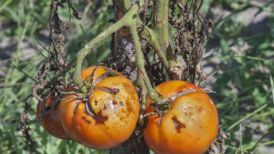 Пораженные болезнями овощи ни употреблять в пищу, ни консервировать нельзя