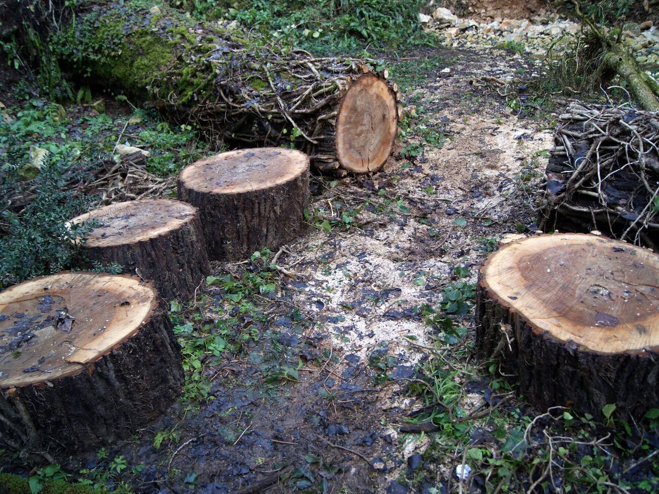 Любые пни с участка уберет аммиачная селитра