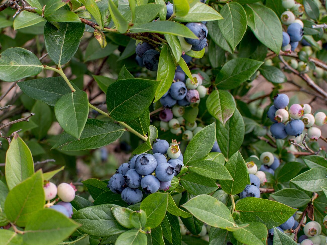 Средства для подкисления почвы для голубики обычно есть на каждой кухне