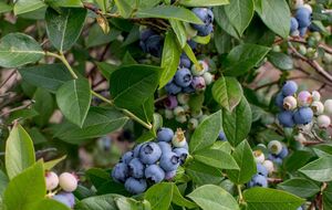 Средства для подкисления почвы для голубики обычно есть на каждой кухне