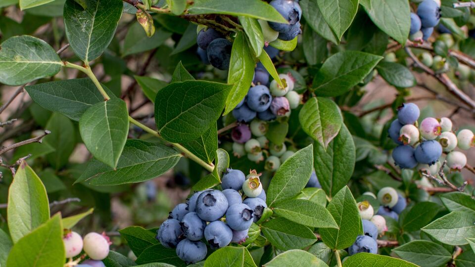 Средства для подкисления почвы для голубики обычно есть на каждой кухне