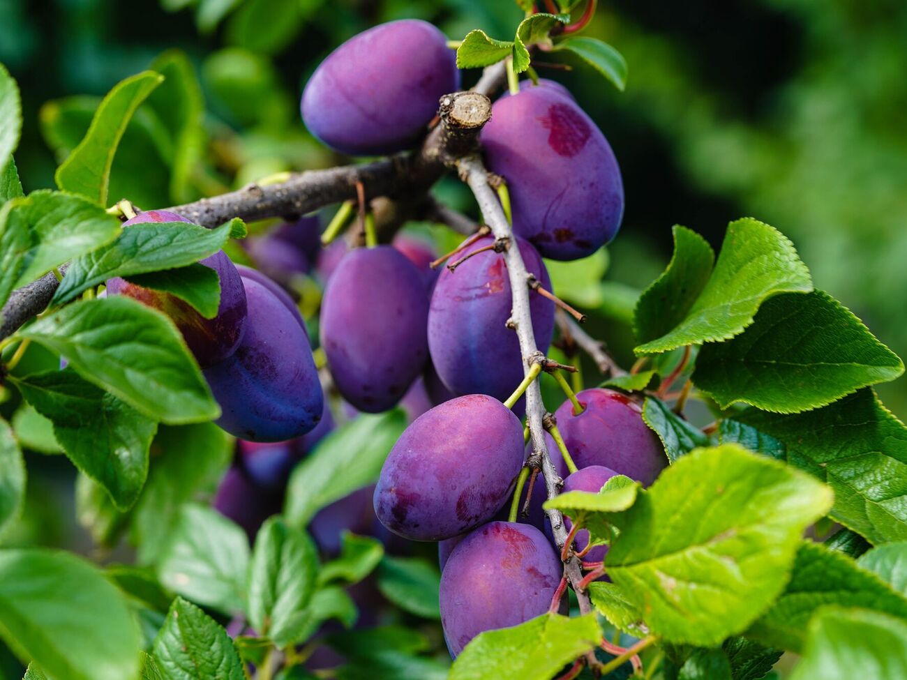 Отманить ос от слив можно с помощью варенья