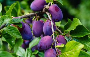 Отманить ос от слив можно с помощью варенья