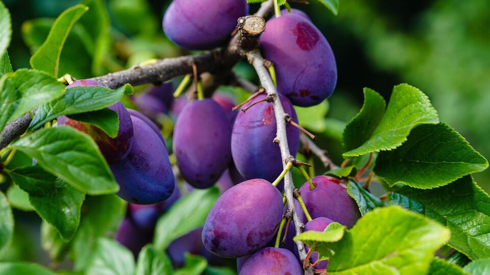 Отманить ос от слив можно с помощью варенья