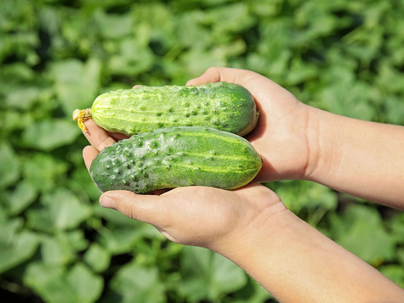 Чтобы огурцы не горчили, поливайте их теплой водой