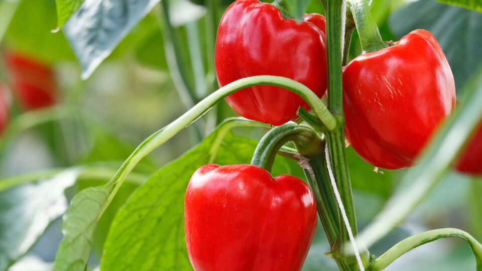 В период плодоношения перцы нуждаются в постоянном поливе