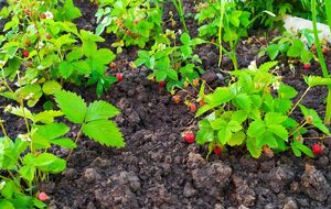 Клубника, поврежденная паутинным клещом, может снизить урожайность до 70%