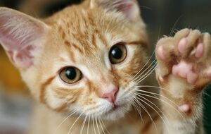 Усики у котов есть на мордочке и на теле