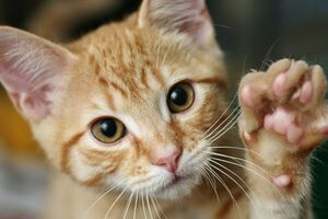 Вуса в котів є на мордочці й на тілі