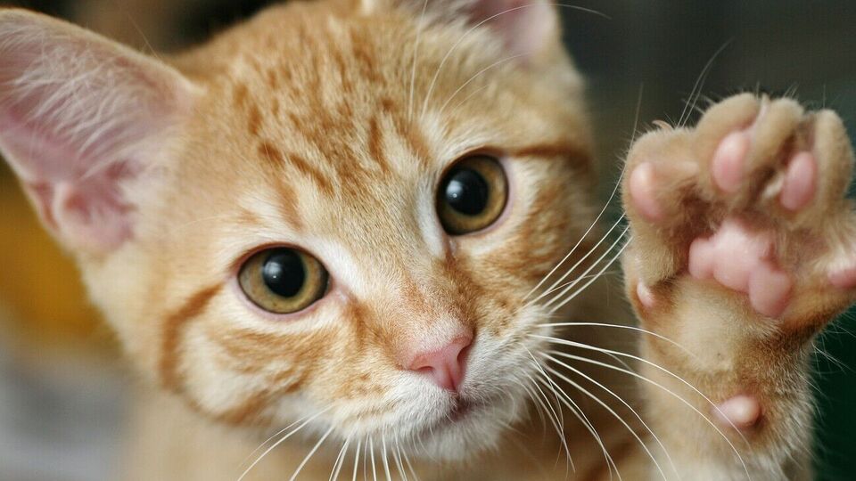 Усики у котов есть на мордочке и на теле