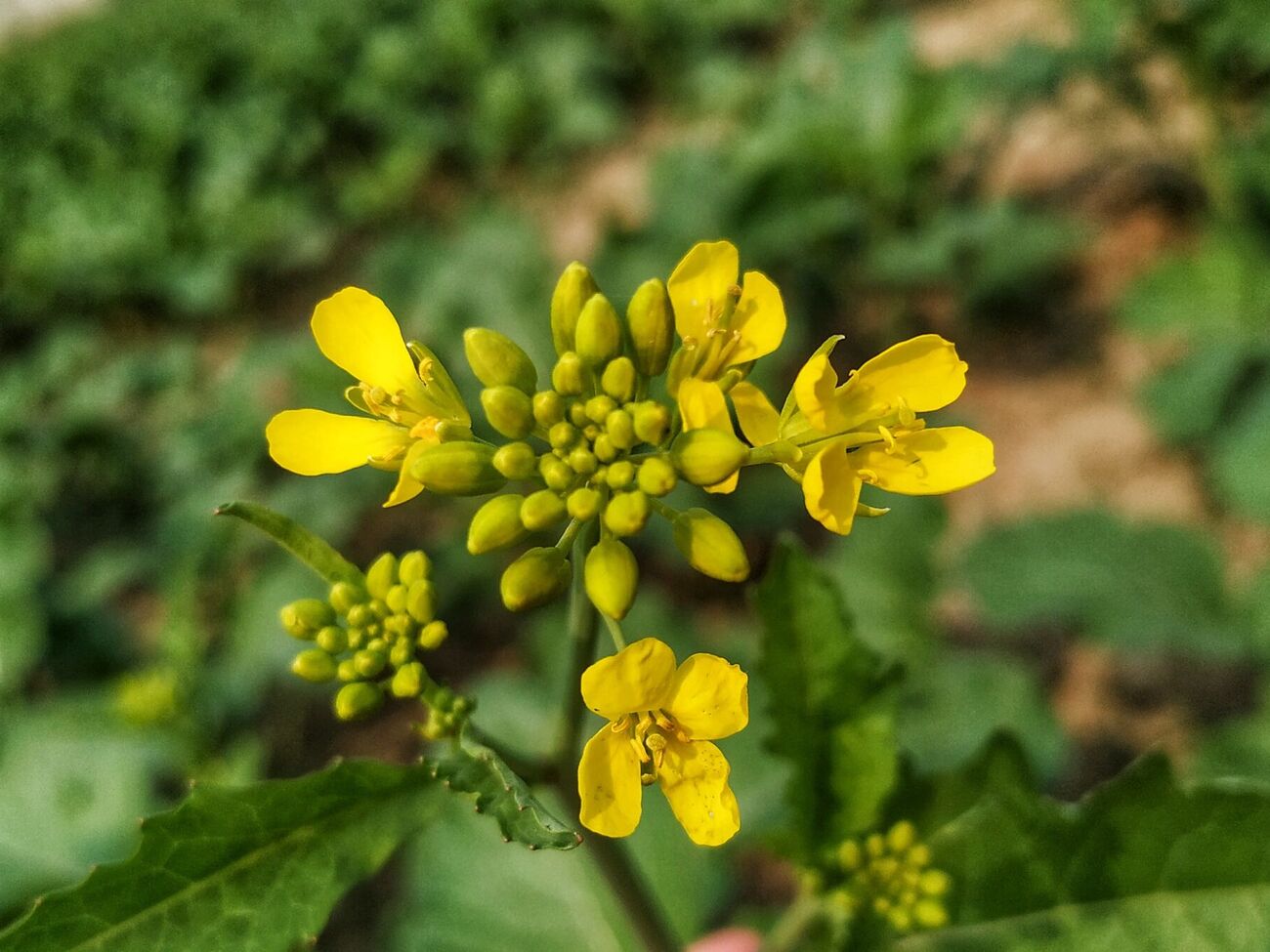 Гірчицю саджають після збирання врожаю на звільнені грядки