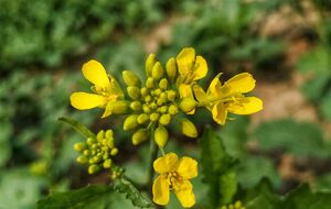 Гірчицю саджають після збирання врожаю на звільнені грядки