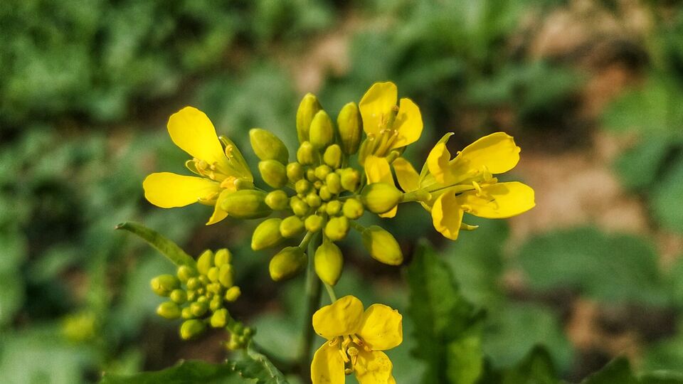 Гірчицю саджають після збирання врожаю на звільнені грядки
