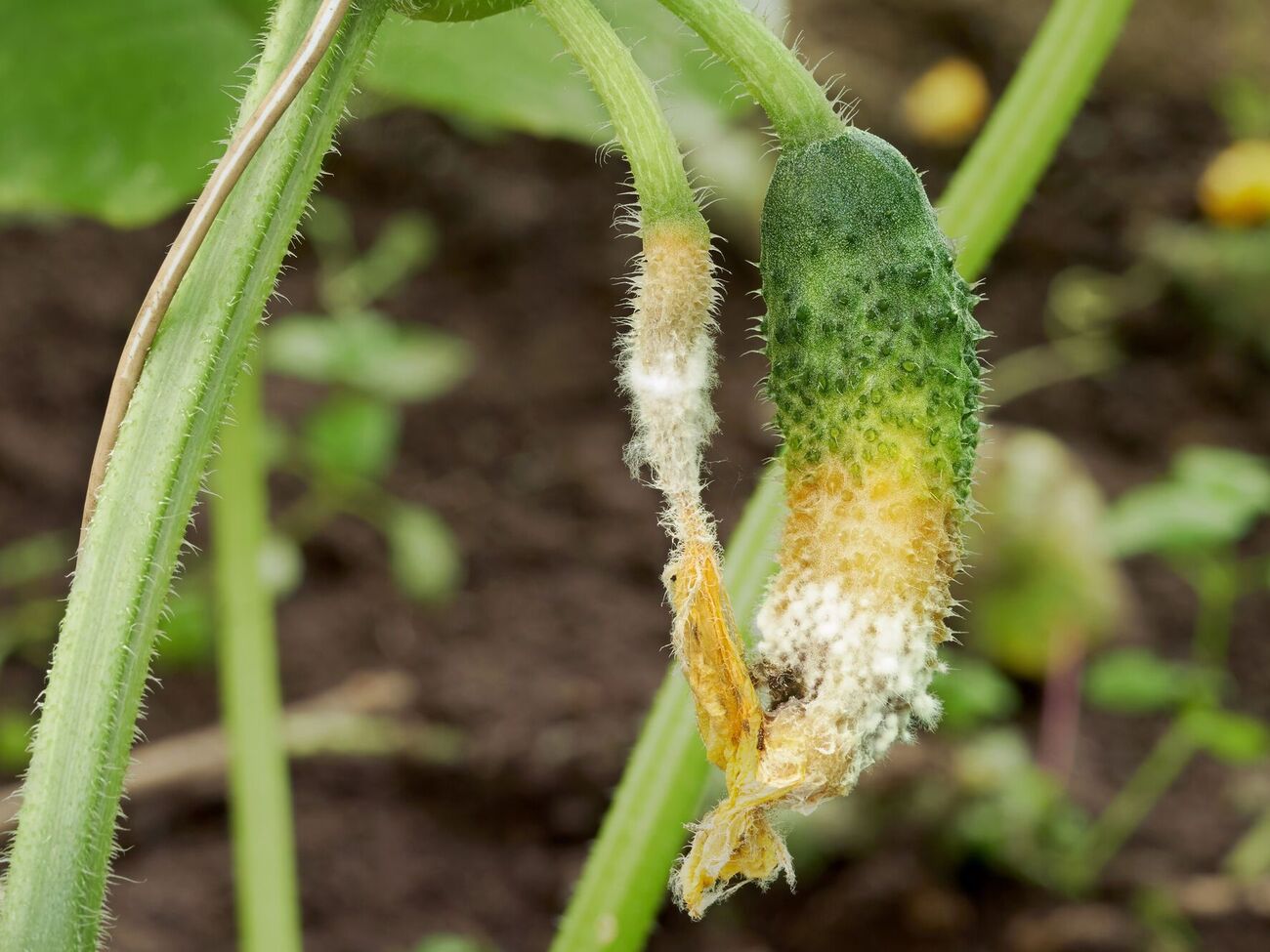 Увидели белую гниль – срочно принимайте меры