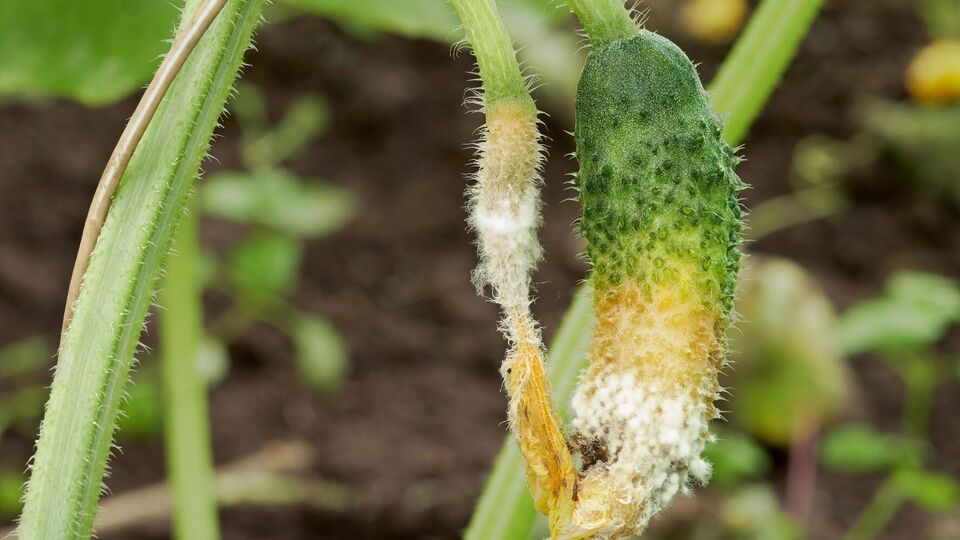 Увидели белую гниль – срочно принимайте меры