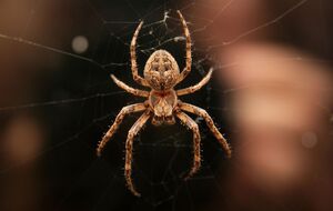 Дл приезда медиков место укуса нужно промыть дезинфицирующим средством или водой, а затем забинтовать рану