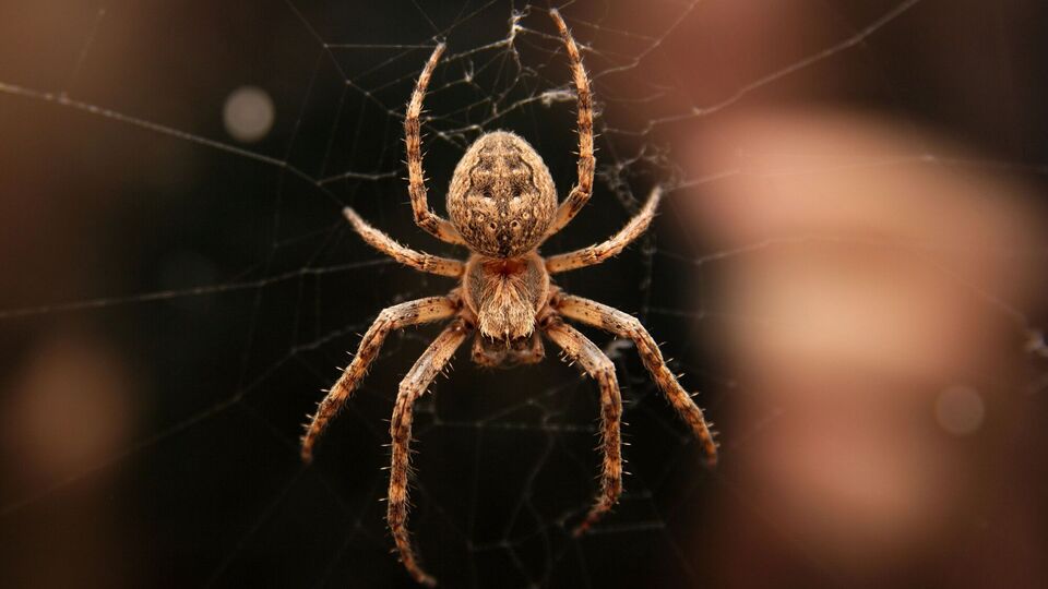 Дл приезда медиков место укуса нужно промыть дезинфицирующим средством или водой, а затем забинтовать рану