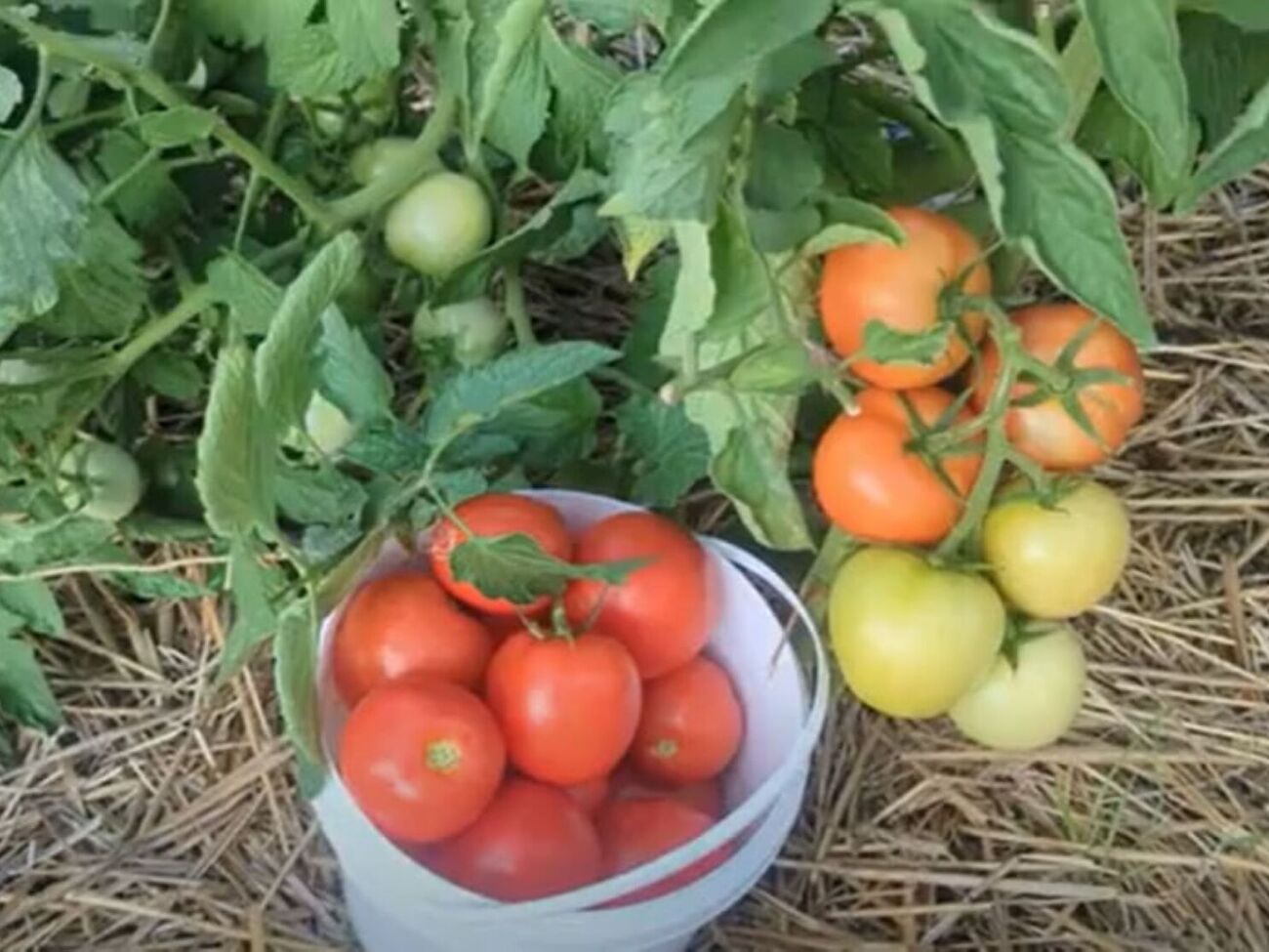 Оброблення томатів треба проводити ввечері або вранці