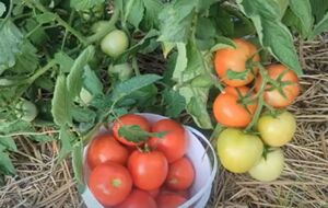 Обработку томатов следует проводить вечером или рано утром