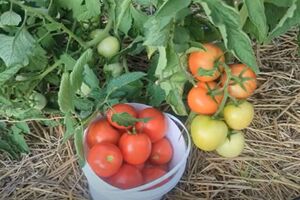 Оброблення томатів треба проводити ввечері або вранці