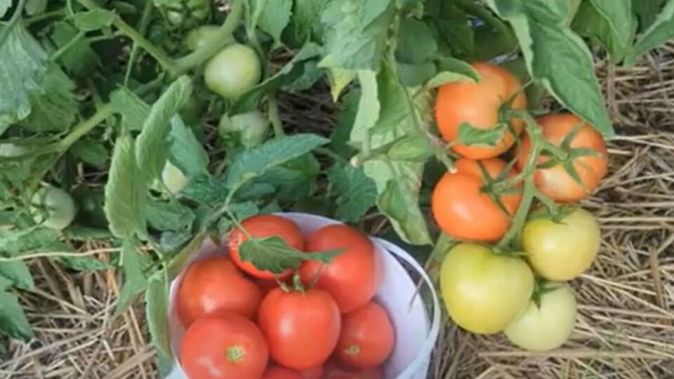 Оброблення томатів треба проводити ввечері або вранці