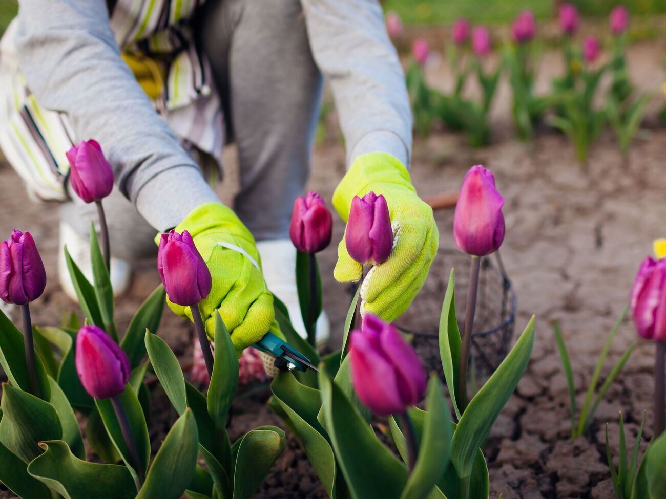 Тюльпанам для цветения нужно пройти период холода