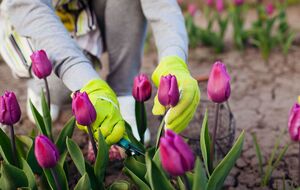 Тюльпанам для цветения нужно пройти период холода