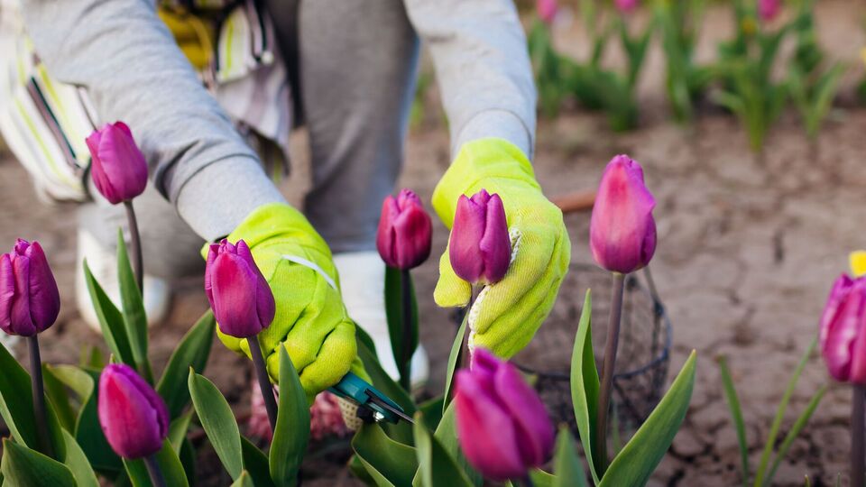 Тюльпанам для цвітіння треба пройти період холоду