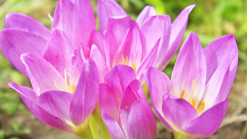 Безвременник осенний поражает своим нежным лиловым цветом