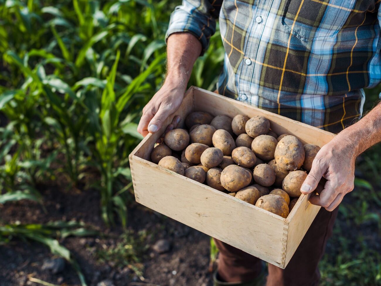 Для гарного зберігання картоплі потрібно прибрати зайву вологу