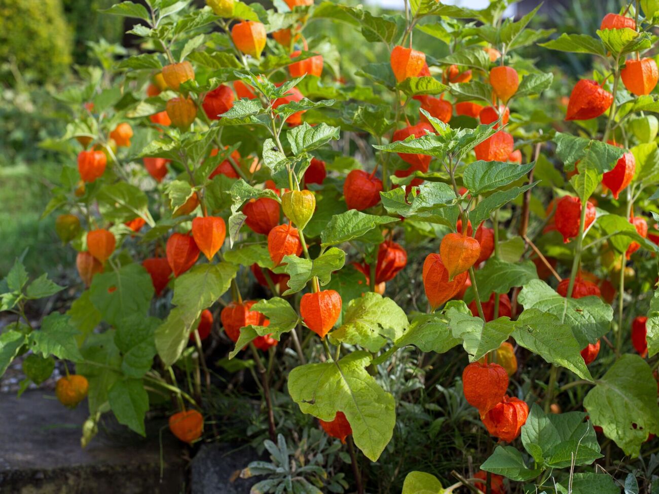 Физалис хотя и можно назвать родственником томатов и картофеля, но в отличие от них он вообще не болеет