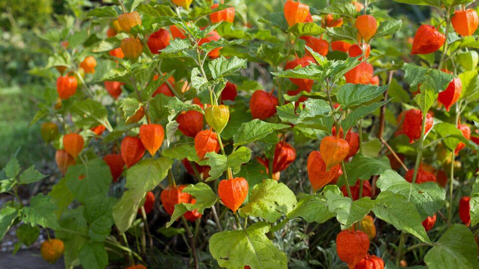 Физалис хотя и можно назвать родственником томатов и картофеля, но в отличие от них он вообще не болеет