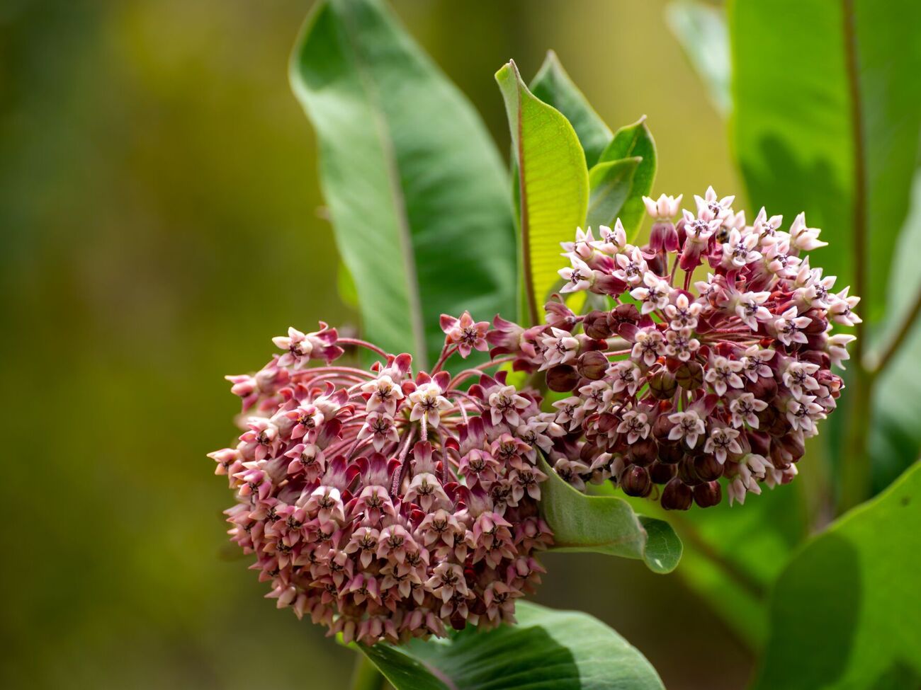 После контакта с соком ваточника на коже появляются покраснение и зуд