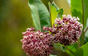 После контакта с соком ваточника на коже появляются покраснение и зуд
