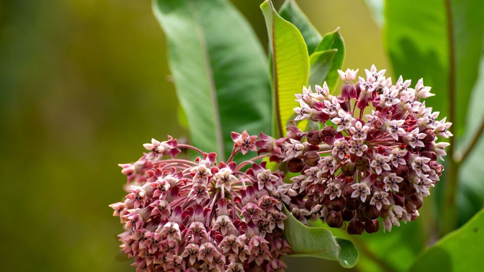 После контакта с соком ваточника на коже появляются покраснение и зуд