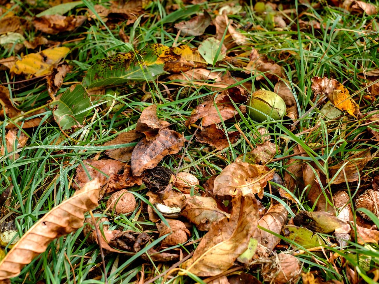 Опале листя може бути корисним на ділянці