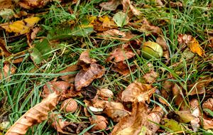 Опале листя може бути корисним на ділянці