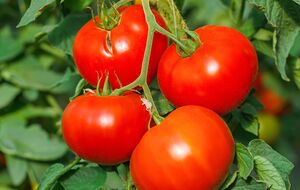 Для хорошего урожая томатов нужна обогащенная почва