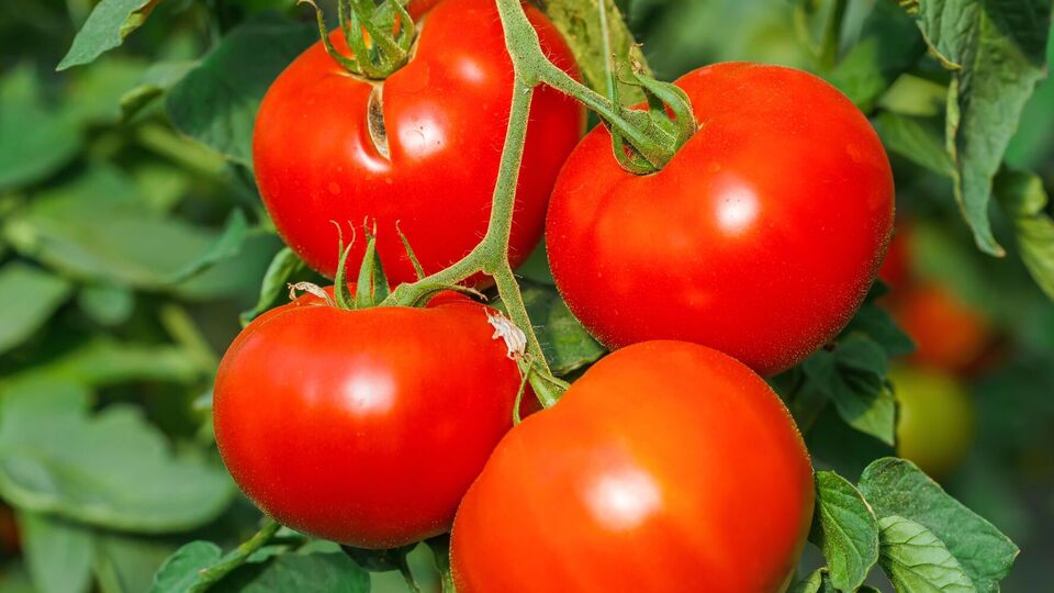 Для хорошего урожая томатов нужна обогащенная почва